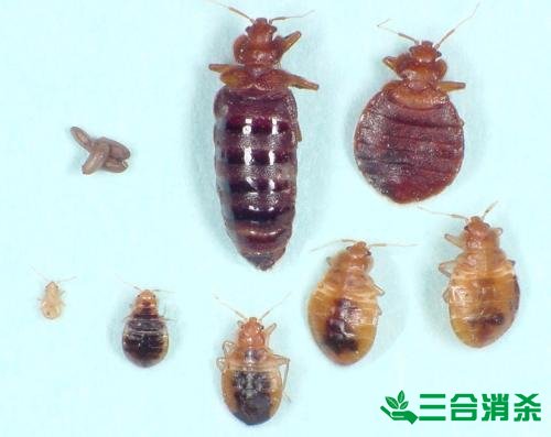 消杀公司,专业杀虫公司 专业除虫灭虫公司