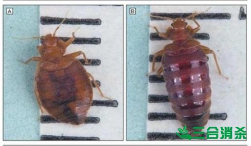消杀公司,专业杀虫公司 专业除虫灭虫公司