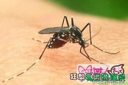 灭蚊公司,灭蚊子最有效的方法 灭蚊方法,灭蚊子方法