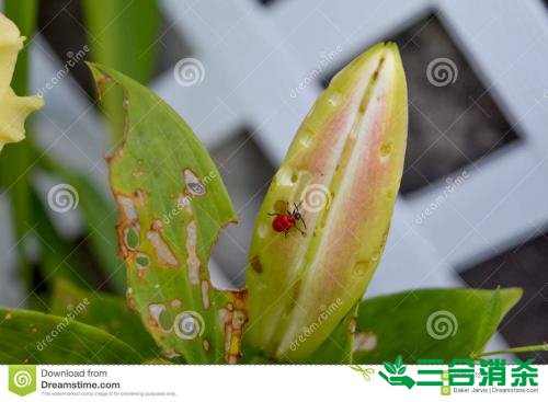 吸血臭虫怎么消灭,灭杀臭虫方法 怎么灭除臭虫,臭虫防治方法