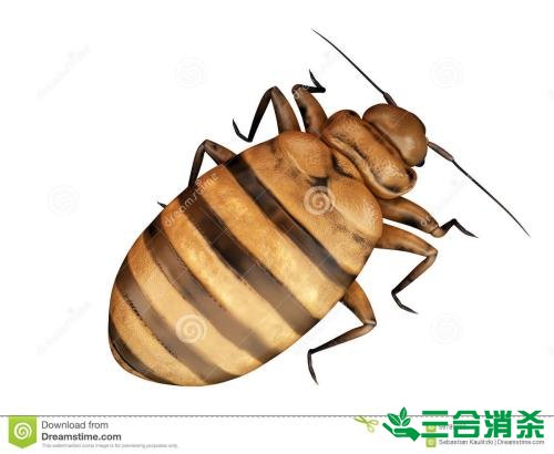 吸血臭虫怎么消灭,灭杀臭虫方法 怎么灭除臭虫,臭虫防治方法