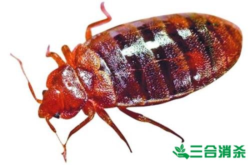 吸血臭虫怎么消灭,灭杀臭虫方法 怎么灭除臭虫,臭虫防治方法